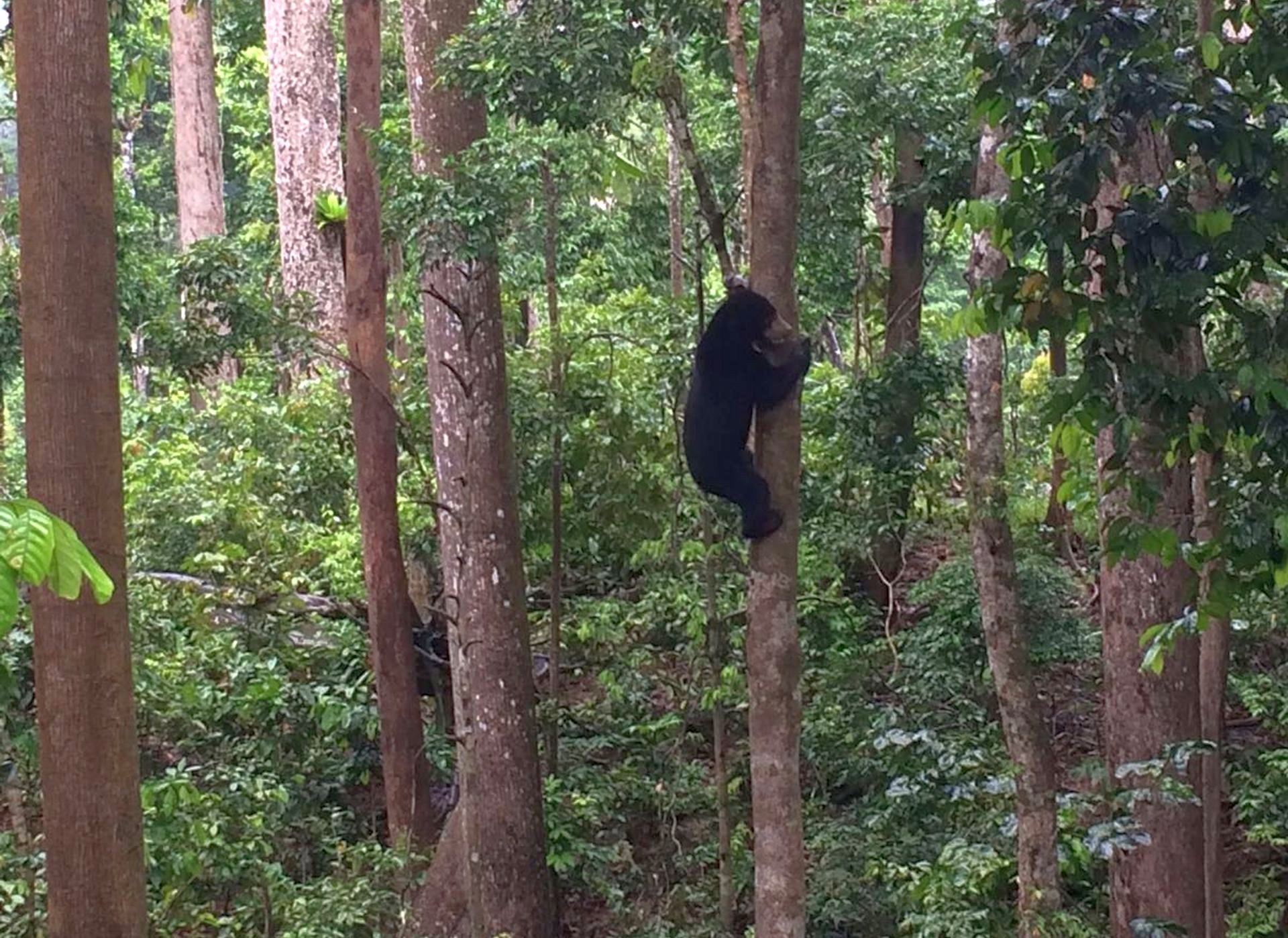 Malesia Borneo Sepilok Sun Bear