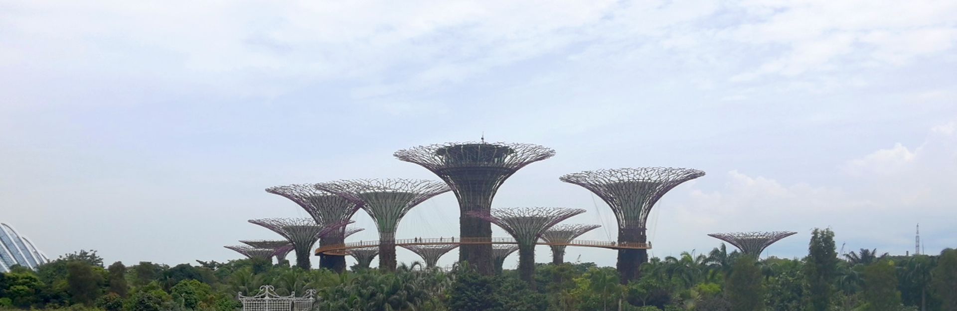 Singapore Expo trees