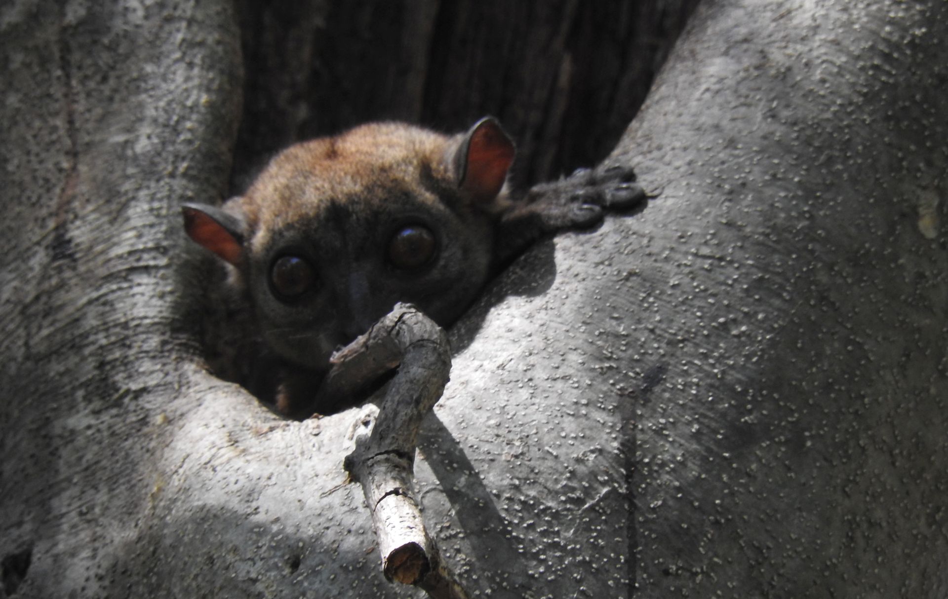 Madagascar Lemure