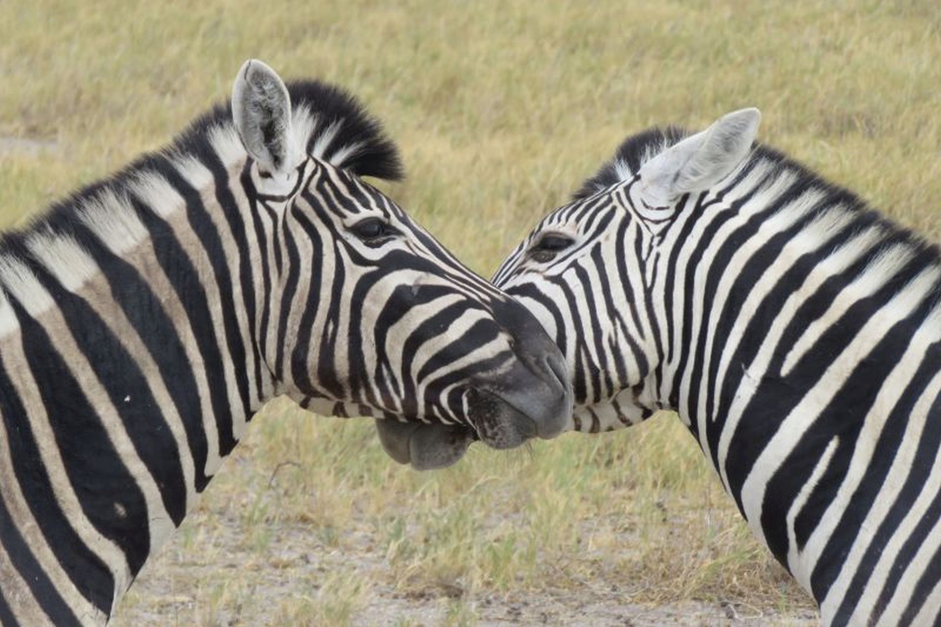 Namibia Parco Etosha Zebre Namibia Parco Etosha Zebre
