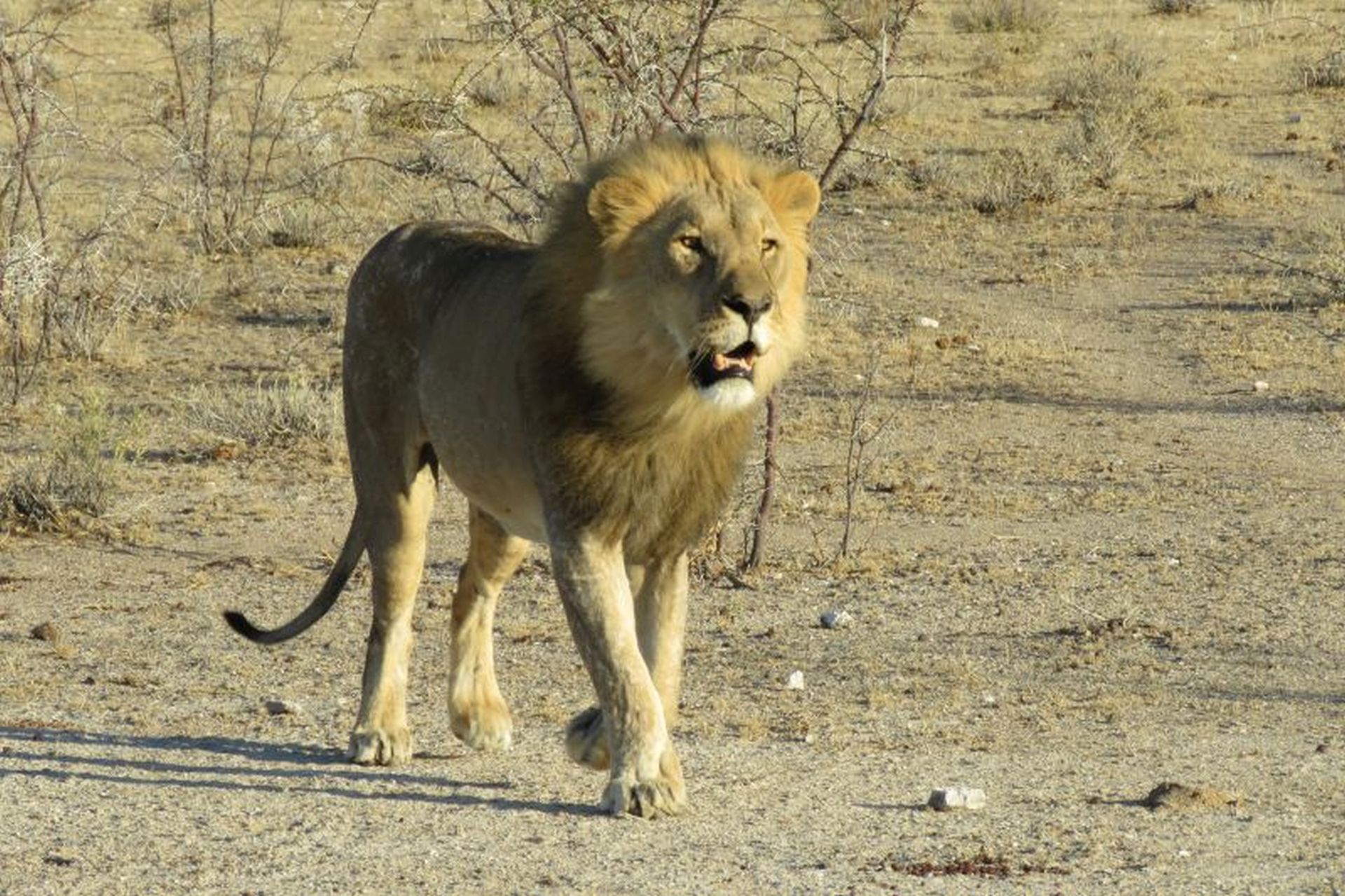 Namibia Parco Leone Namibia Parco Leone