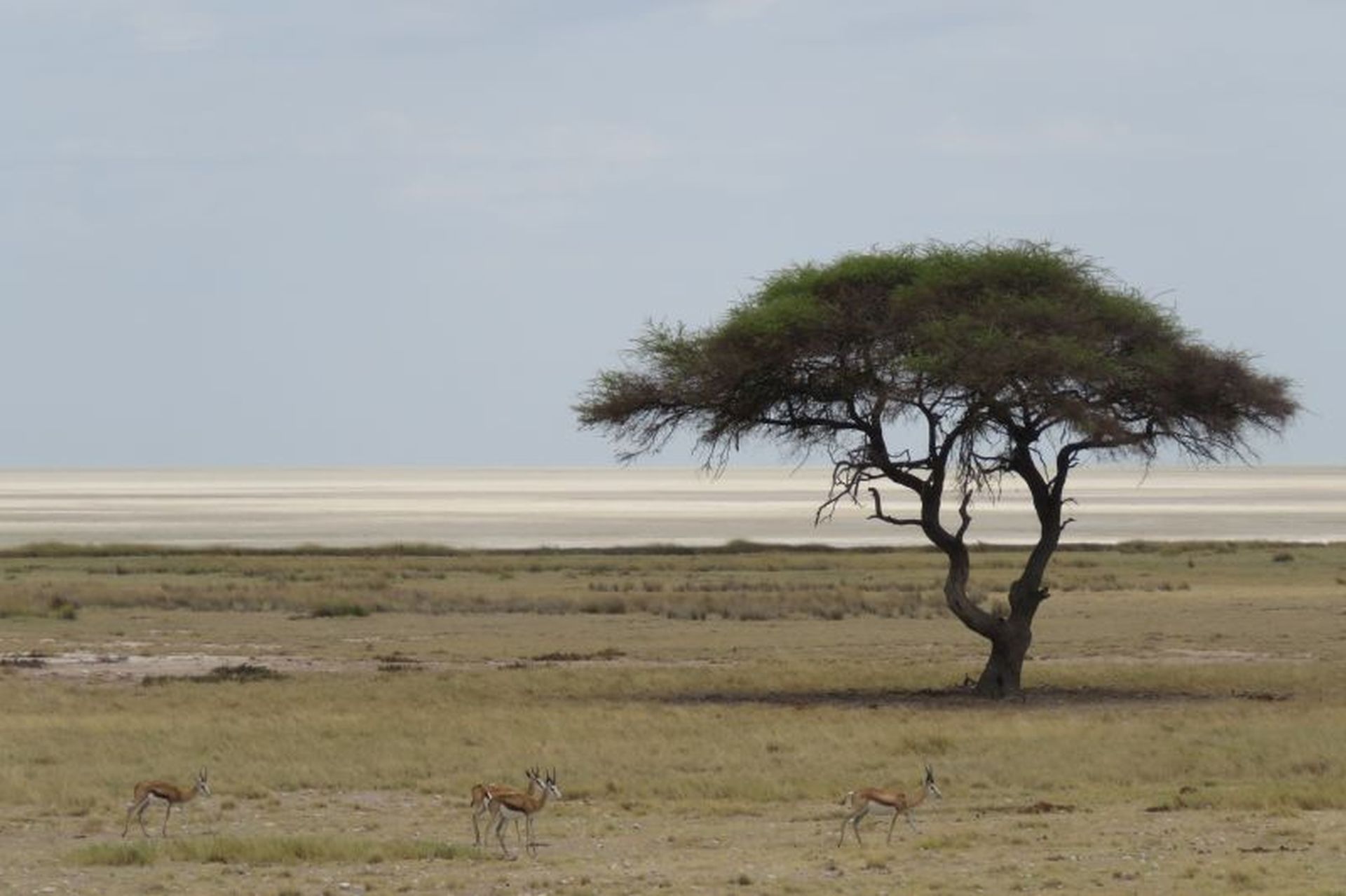 Namibia Parco