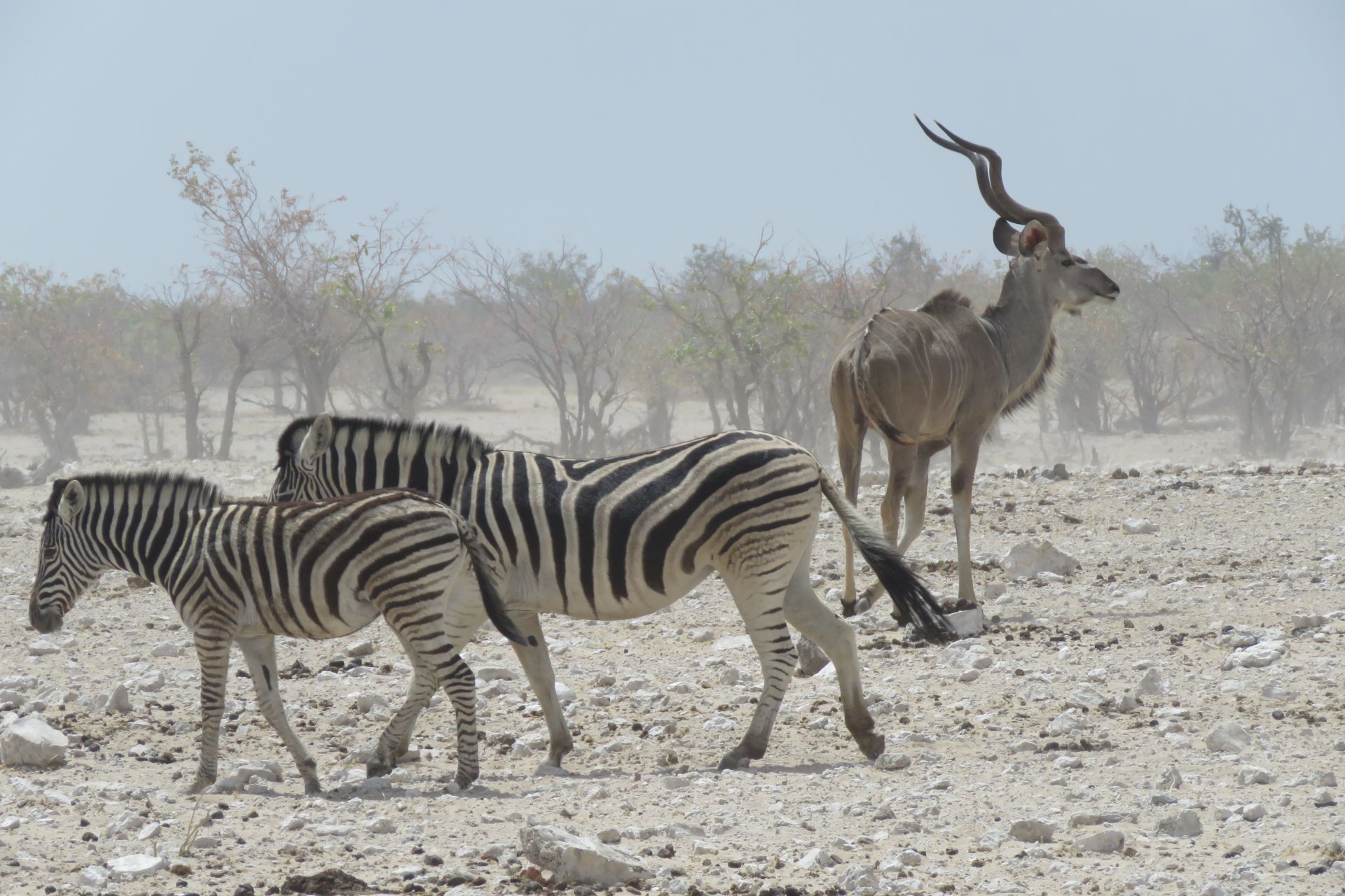 Namibia Zebre