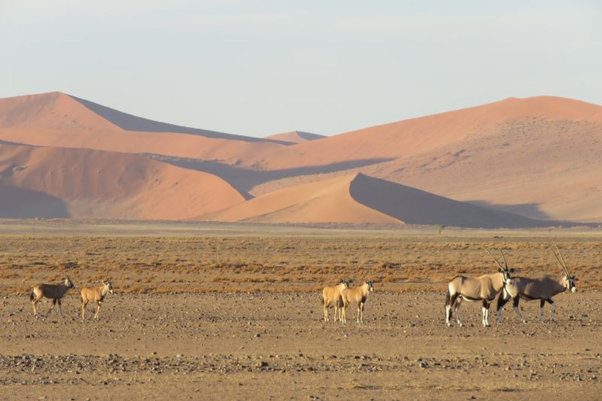 Namibia deserto