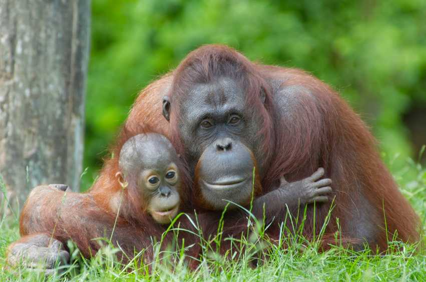 Borneo Malesia