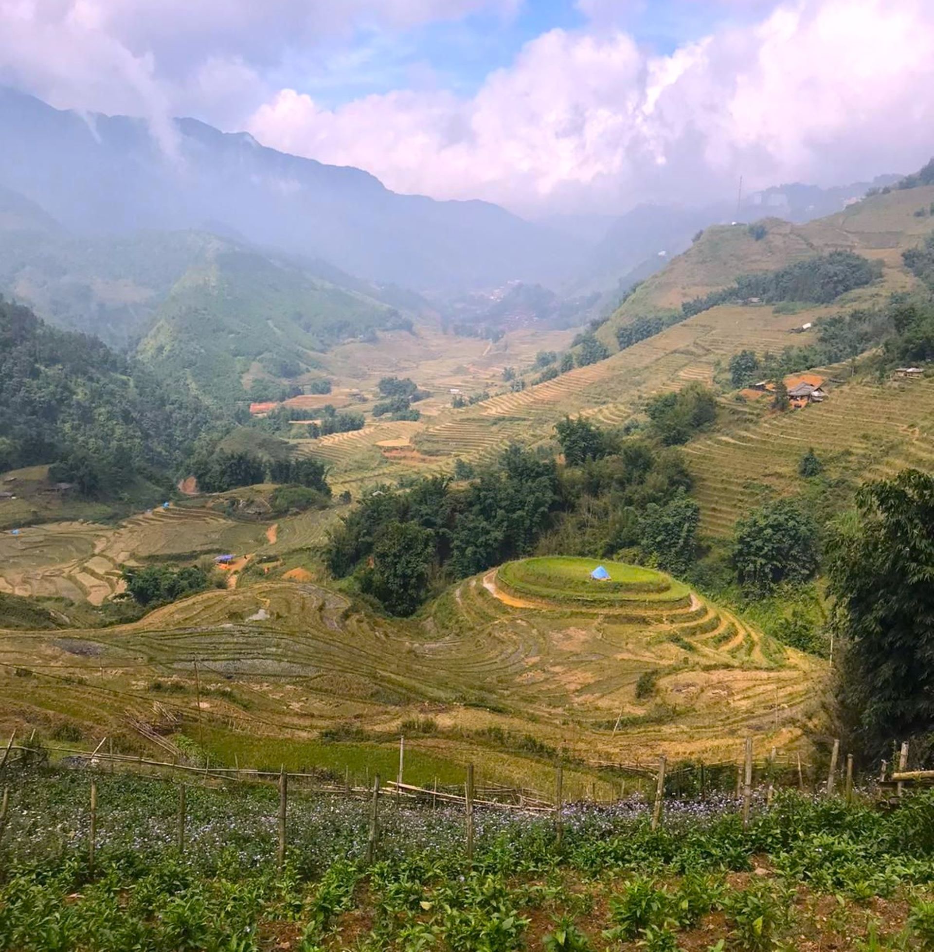 Vietnam Nord Sapa risaie Vietnam Nord Sapa risaie