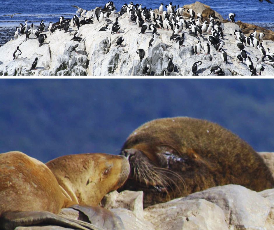 Argentina Patagonia Foche e Leoni Marini