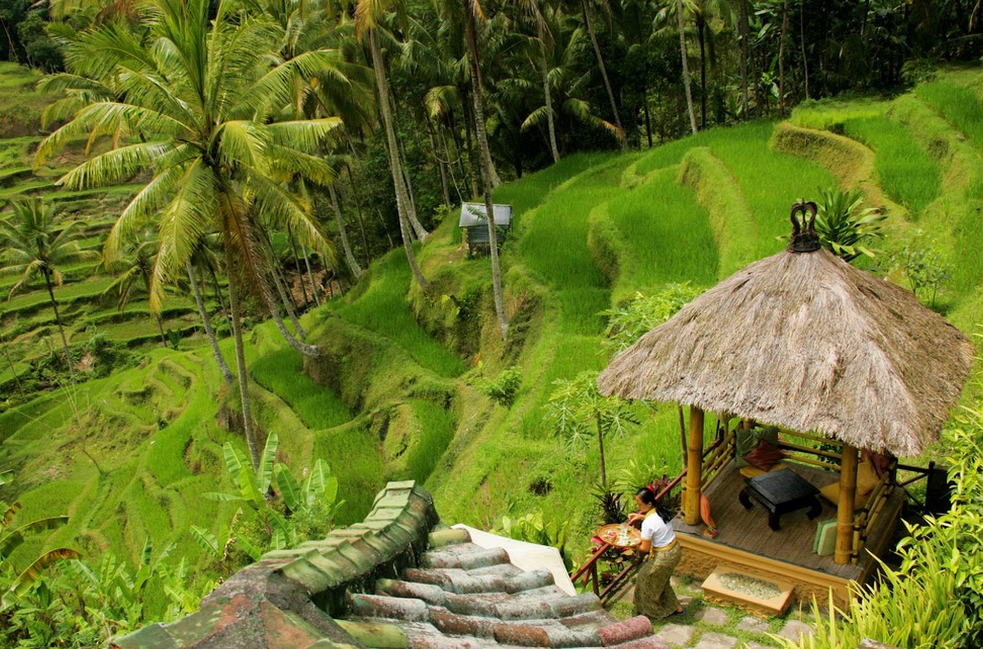indonesia Bali Risaie
