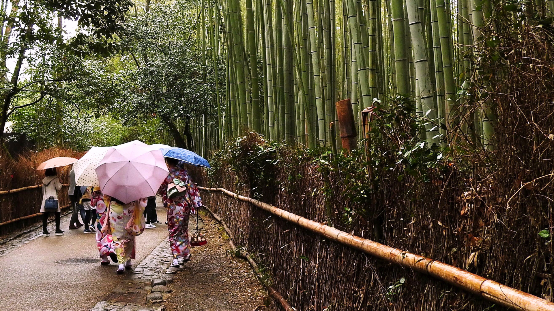 Giappone Passeggiate Osaka e Nara tra la foresta di Bambu Giappone Passeggiate Osaka e Nara tra la foresta di Bambu