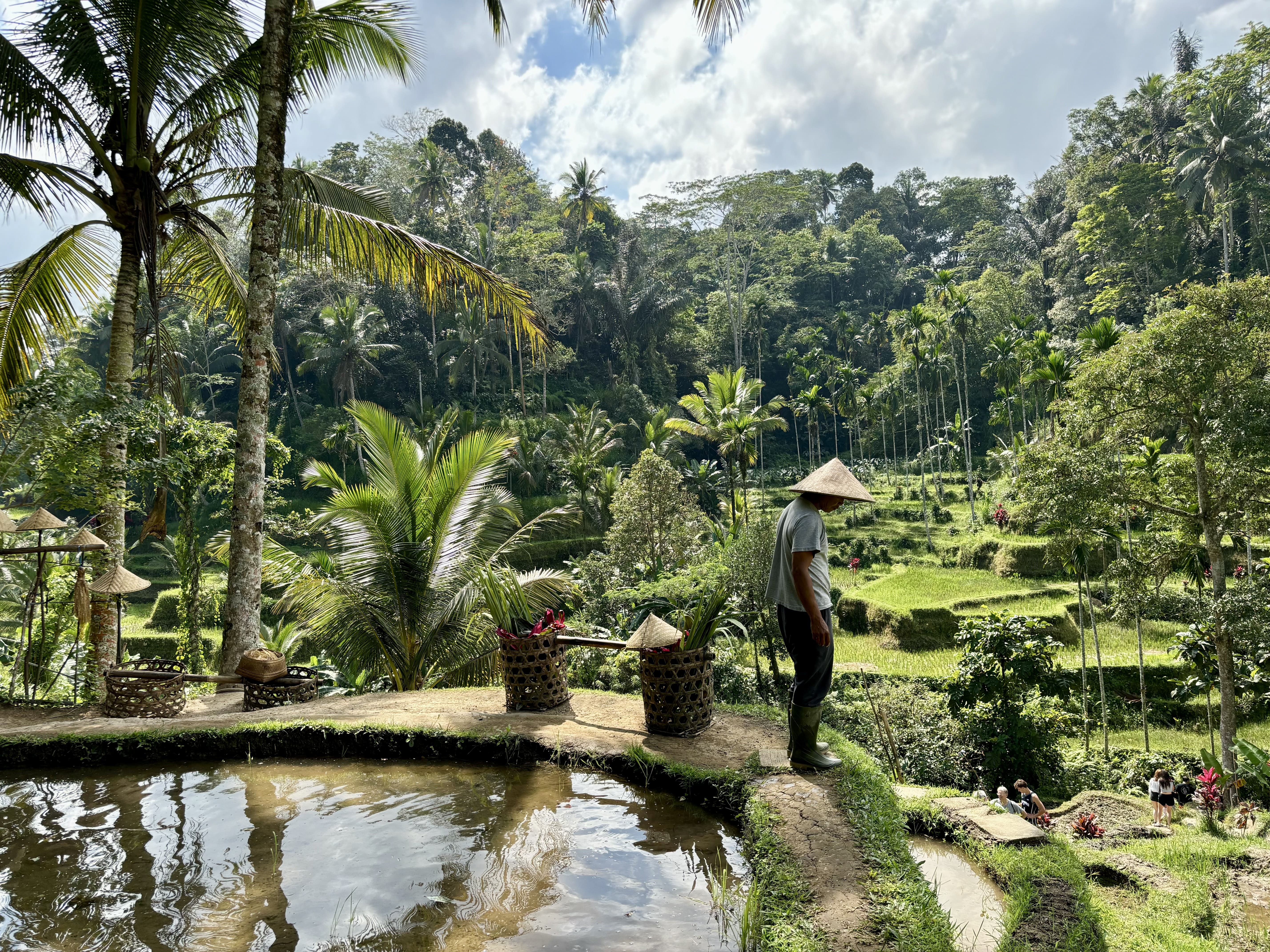 Risaie di Tegalalang a Ubud, uno dei paesaggi più iconici di Bali e tappa del Tour Classico da Ubud.