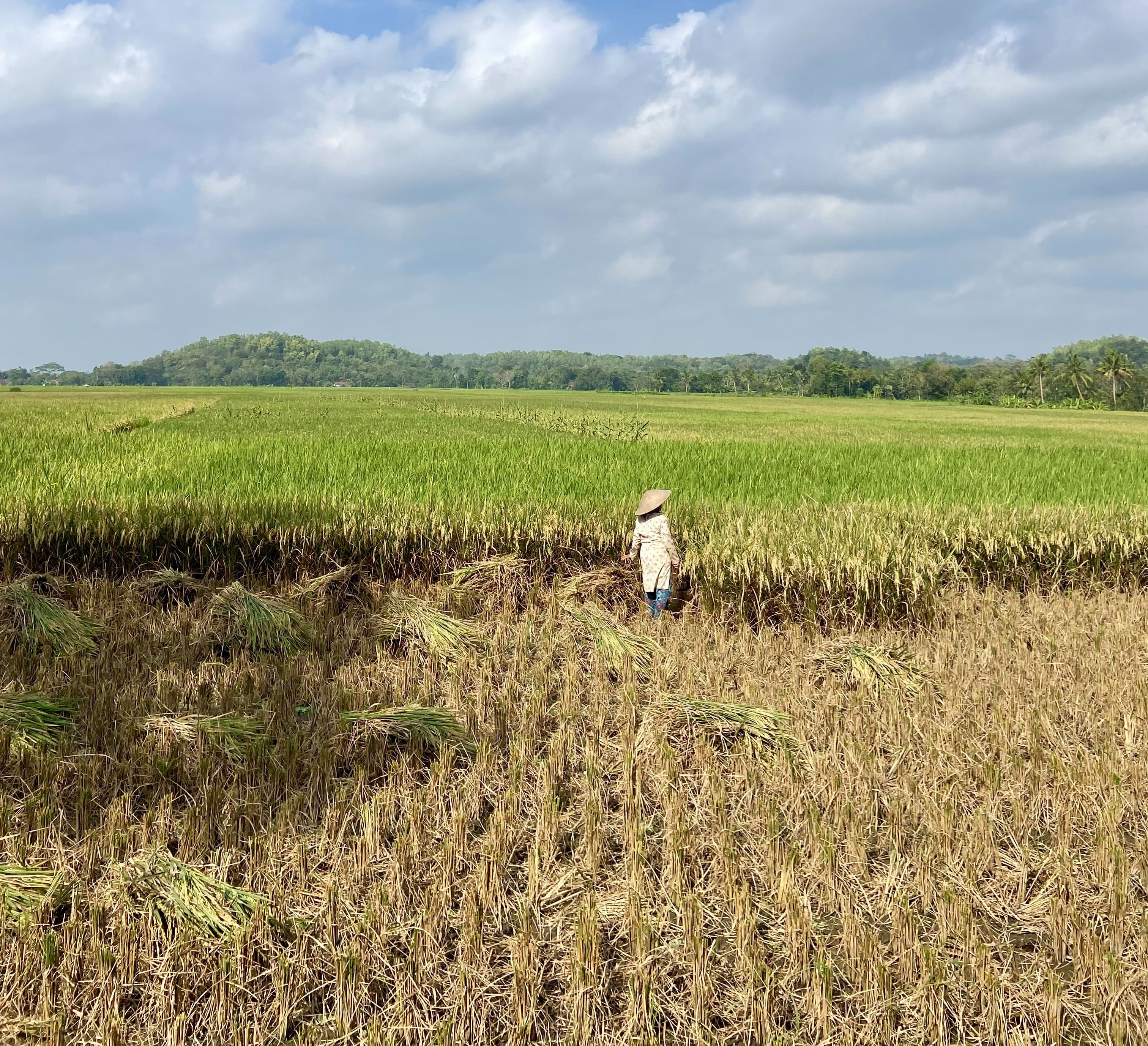 Risaie di Belimbing nel nord di Bali, esempio autentico della vita rurale balinese.