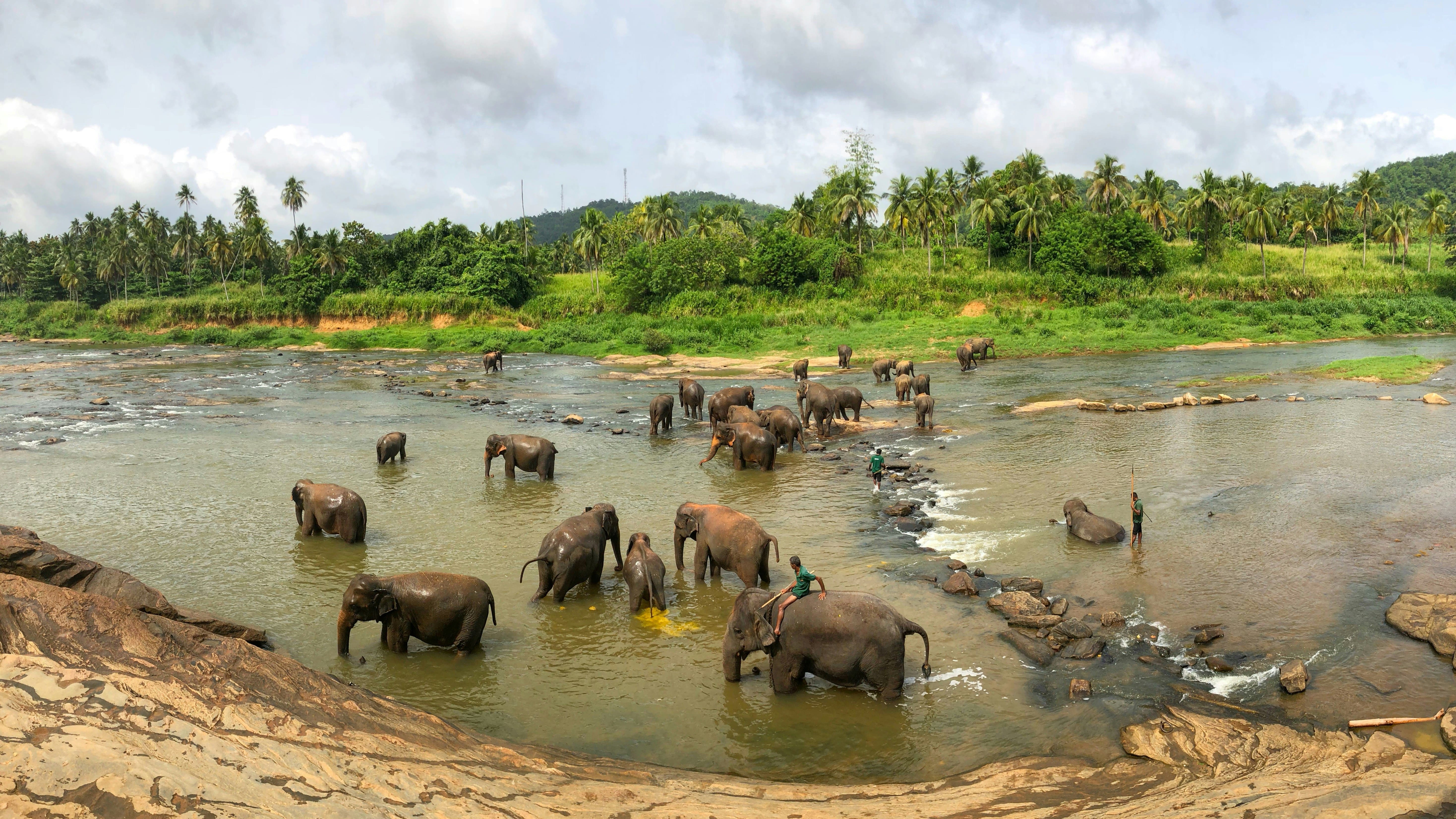 Elefanti che si bagnano nel fiume a Pinnawala, Sri Lanka – esperienza autentica nella natura tropicale.