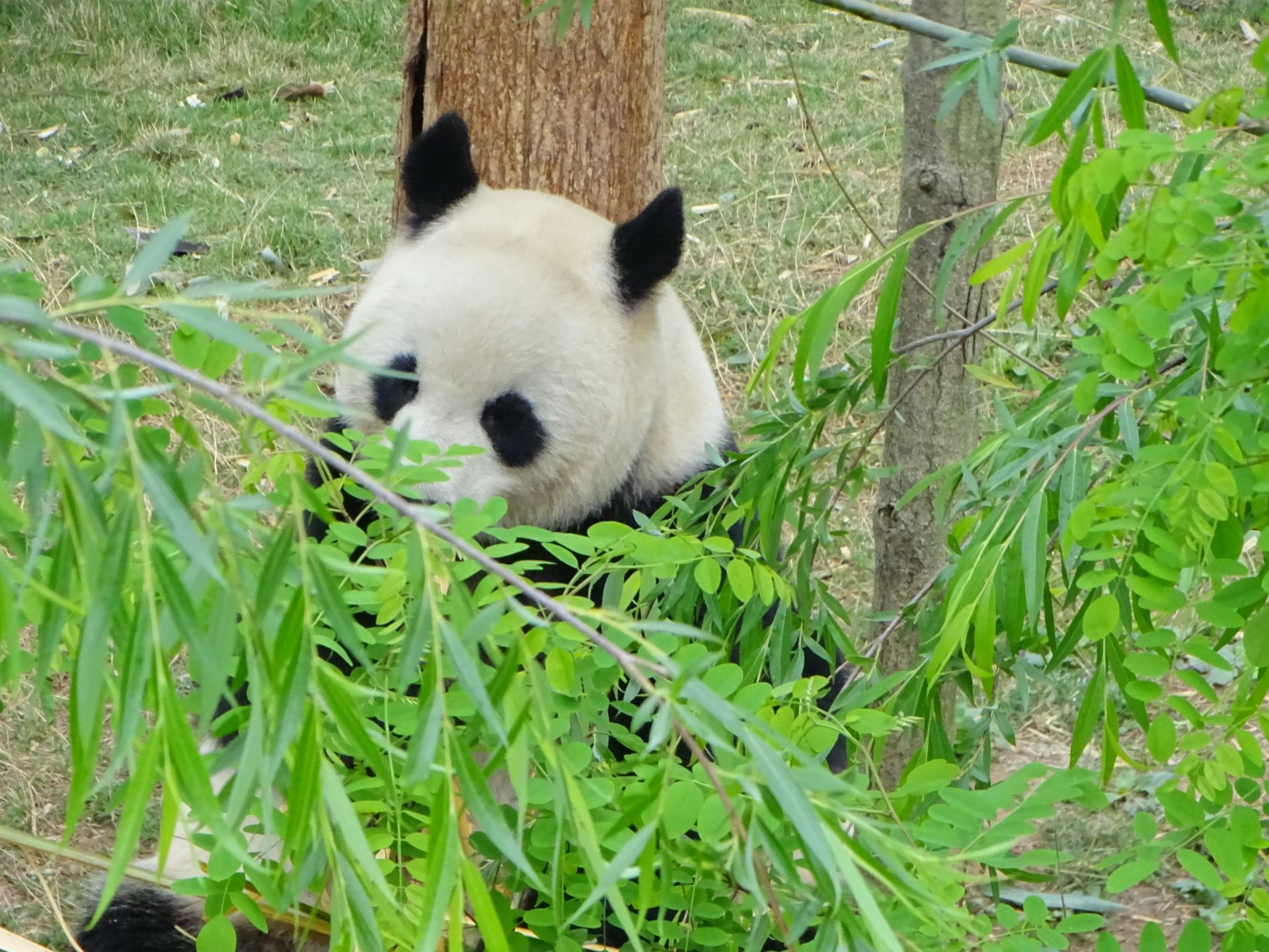 Panda Gigante Chengdu Cina