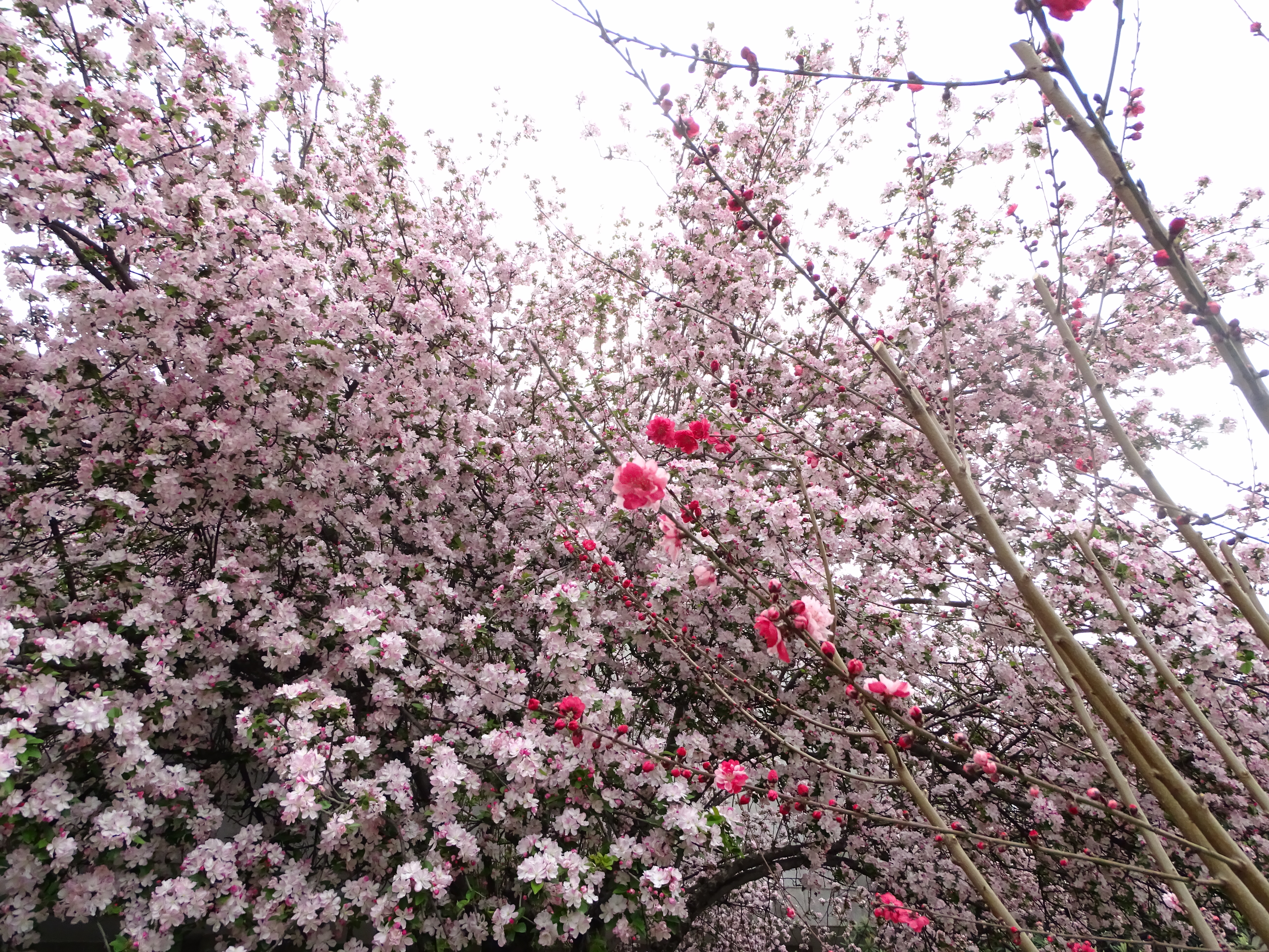 Giappone Primavera