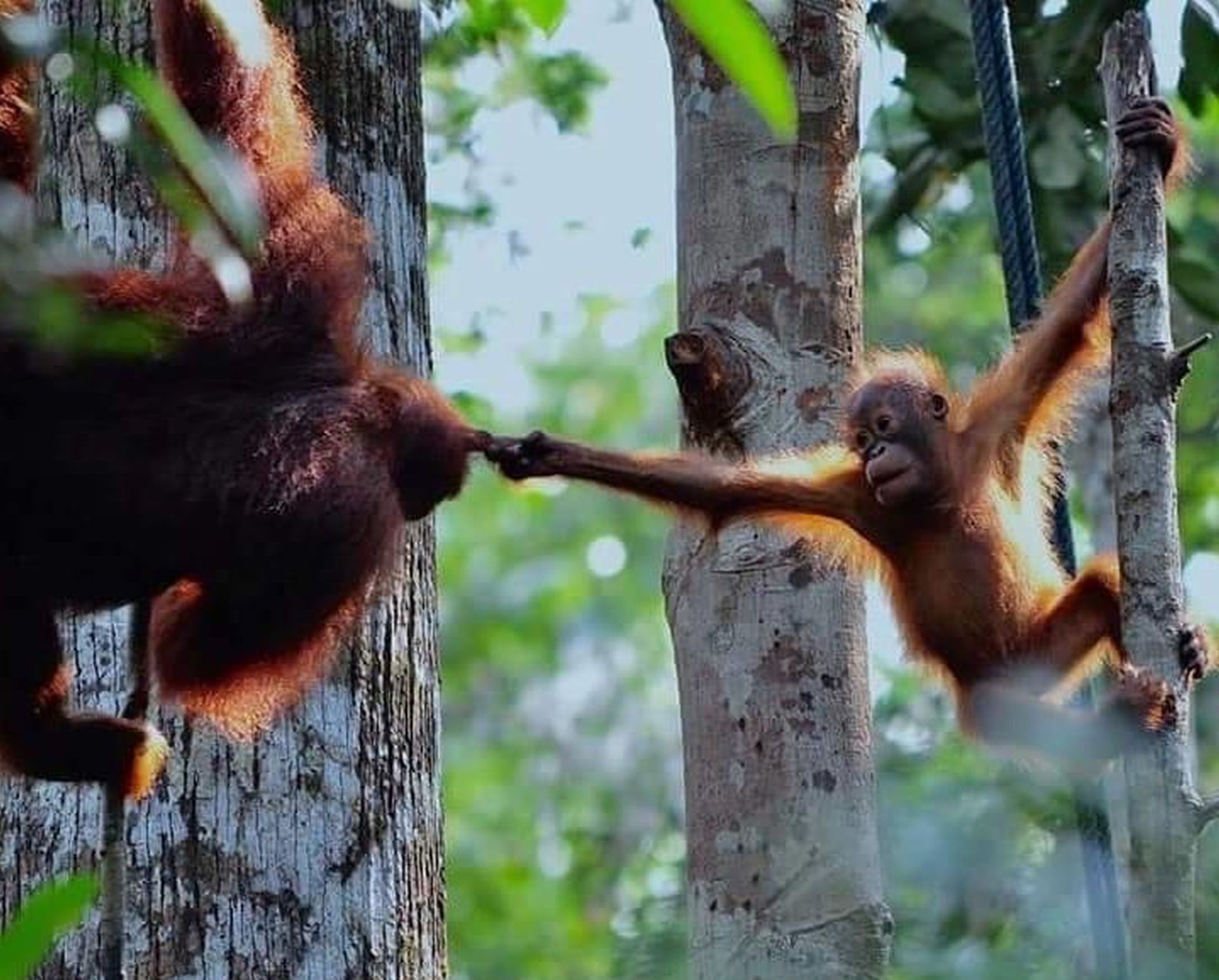 Malesia Sabah Oranghi