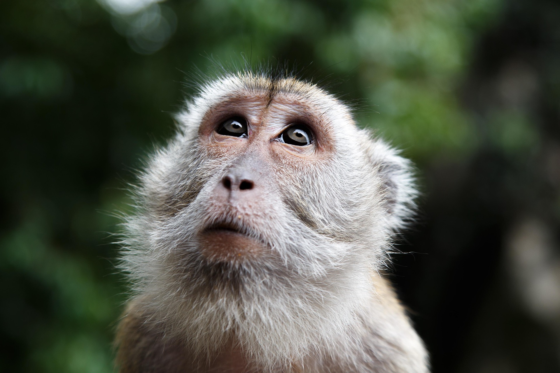 Malesia Monkey