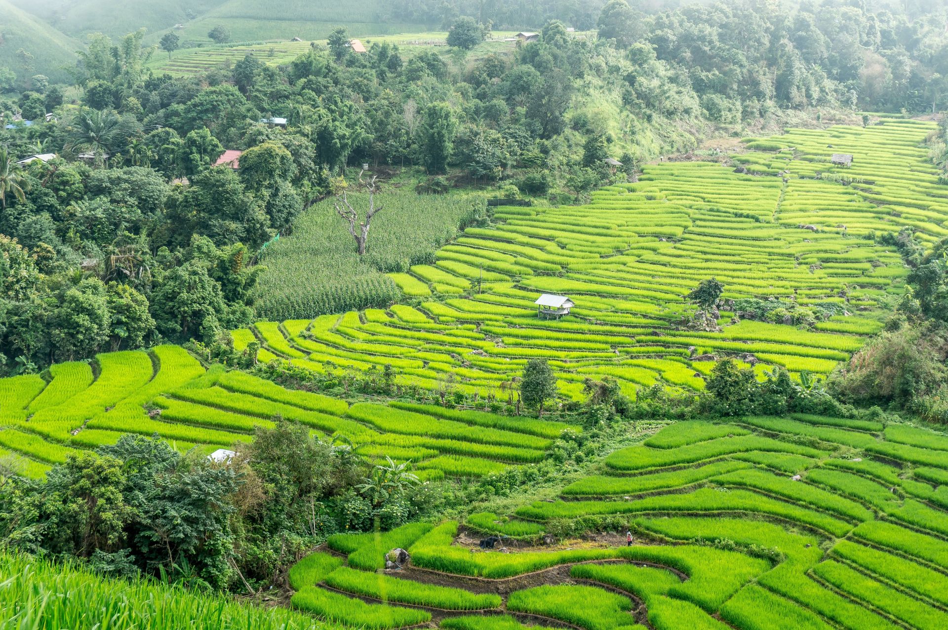 Chiang Mai Terrazze di Riso
