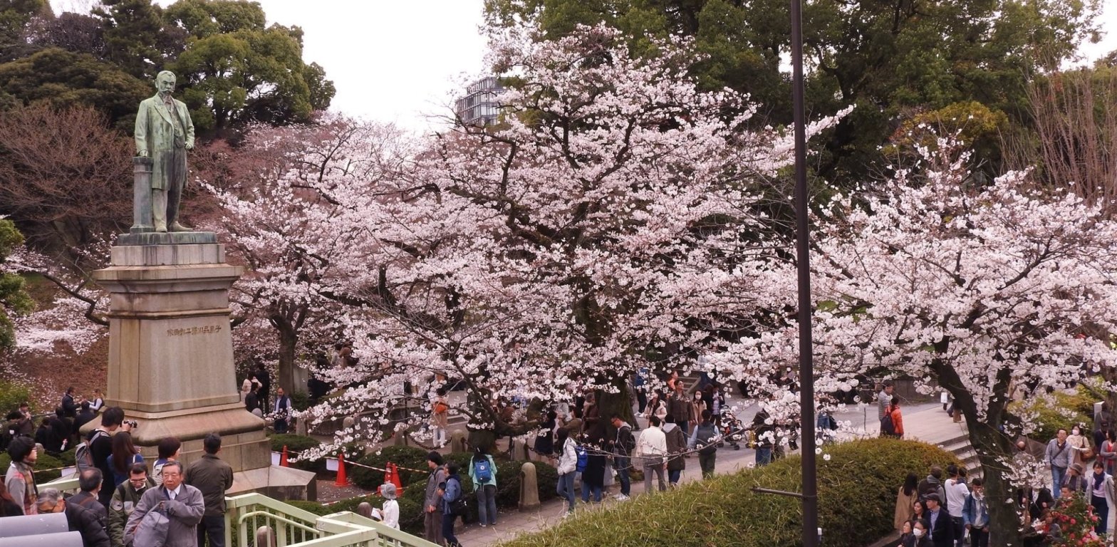 viaggidiprimaveraingiapponesakurapammtravel.jpg