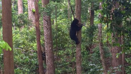 Malesia Borneo Sepilok Sun Bear