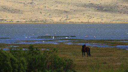 Argentina El Calafate 374