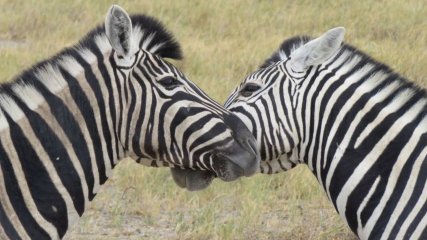 Namibia Parco Etosha Zebre