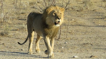 Namibia Parco Leone