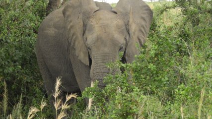 Safari in Africa  DSCN2659