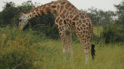 Safari in Africa DSCN2676