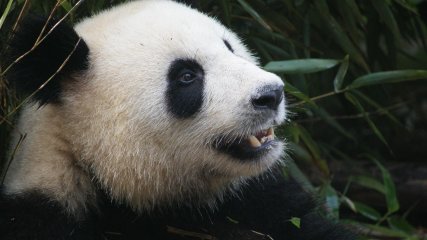 Panda Chengdu Cina