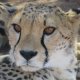 Namibia Etosha Leopardo