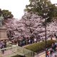 viaggidiprimaveraingiapponesakurapammtravel.jpg